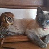 Μια υποδειγματική φιλία