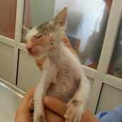 Η φωτο-ιστορία των δύο τυφλών γατιών της Όλγας Σ. 