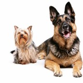 Δωρεάν έλεγχοι για τη στοματική υγεία του σκύλου σας