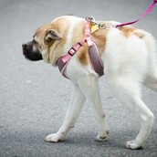 Η Pig είναι το πιο αλλόκοτο σκυλί που θα λατρέψεις