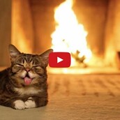 Aυτό είναι το καλύτερο video για το μεσημέρι των Χριστουγέννων 