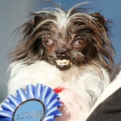 Peanut: Ο πιο άσχημος σκύλος του κόσμου