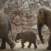 Οι ελέφαντες του Ζωολογικού κήπου στο Ισραήλ αντιδρούν στις σειρήνες του πολέμου