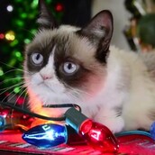 Η Grumpy Cat ετοιμάζεται να φέρει την απόλυτη γκρίνια στα φετινά Χριστούγεννα