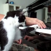 Η γάτα που δε σ' αφήνει να παίξεις πιάνο