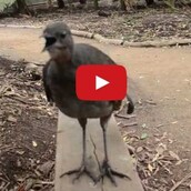 Λέιζερ ή πουλί;