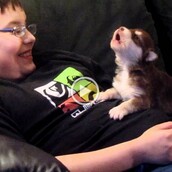 Η Belka είναι ένα μωρό χάσκι, που βγάζει τις πρώτες του κραυγές.