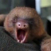 Τα ζωάκια που καίνε καρδιές