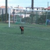 Αυτός ο τράγος ήθελε να γίνει τερματοφύλακας, αλλά οι κακοί Έλληνες δεν τον άφησαν!