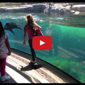 Ακόμα και οι φώκιες έχουν ευαισθησίες...‏ 