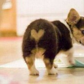 33 σκυλιά με τα πιο μοναδικά τριχώματα 