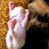 Όνειρα γλυκά, γατάκι!