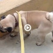 Ο Φράνκι κάνει την τουαλέτα του με τον πιο ασυνήθιστο τρόπο