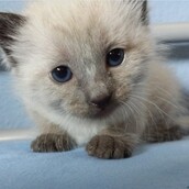 Οι υπέροχες γάτες του Γιάννη Μ. (και η φωτο-ιστορία τους)