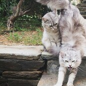 Χάθηκε ο Όλιβερ στο Πανόραμα Βούλας