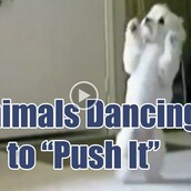 Όταν τα ζώα χορεύουν