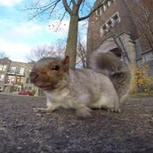 Σκιουράκι κλέβει κάμερα, ανεβαίνει σε δέντρο, γίνεται ιντερνετική διασημότητα