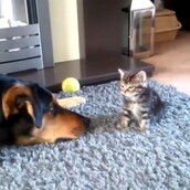 Τεράστιοι σκύλοι με μικροσκοπικές γάτες