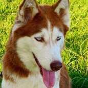 #LIFOPETS (57): Αυτά είναι τα κατοικίδιά μας