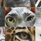 Πανελλαδική Διαμαρτυρία για τα δικαιώματα των ζώων