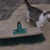 Οι γάτες δεν πολυσυμπαθούν τις σκούπες