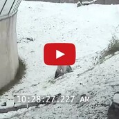 Ένα γιγάντιο panda χαίρεται με το χιόνι 