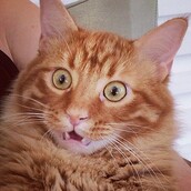 #LIFOPETS (40): Αυτά είναι τα κατοικίδιά μας