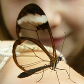 11 από τα πιο ενδιαφέροντα διάφανα ζώα του κόσμου