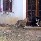 Λιονταράκι τρομάζει ανυποψίαστο σκύλο