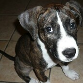 Ένα bazaar για τα αδέσποτα ζώα της Αθήνας