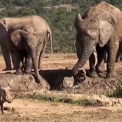 Μητέρα ελεφαντίνα προστατεύει το μικρό της