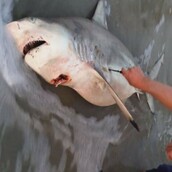 Tα μωρά ενός νεκρού καρχαρία γεννήθηκαν χάρη στην βοήθεια ενός τουρίστα