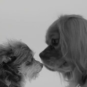 20 άγνωστα σκυλιά μυρίζονται μεταξύ τους για πρώτη φορά