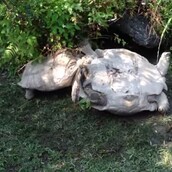 Mια χελώνα κάνει μια πραγματικά απίστευτη διάσωση 