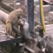 Mια ηρωική μαϊμού προσπαθεί να σώσει τη ζωή του φίλου της