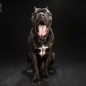 The Black Dog Project: 10 πανέμορφοι μαύροι σκύλοι