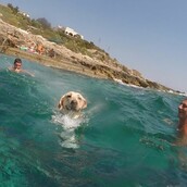 Walter: O πιο ευτυχισμένος σκύλος του καλοκαιριού τρέχει προς τη θάλασσα