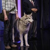 Ο Λύκος του Σότσι σε τηλεοπτικό στούντιο