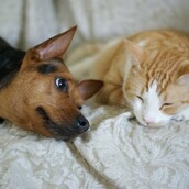 23 φωτογραφίες απ' την πιο εγγυημένη μορφή αγάπης που υπάρχει 