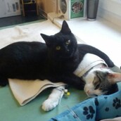 Ο γάτος που γλίτωσε από το θάνατο και έγινε νοσοκόμος