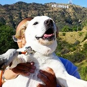 Όταν έμαθε ότι ο σκύλος του πεθαίνει αποφάσισε να κάνουν μαζί ένα μεγάλο ταξίδι