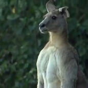 ΠΡΟΧΕΙΡΟ Τεράστιο καγκουρό προκαλεί πανικό στους δρόμους προαστίου στην Αυστραλία