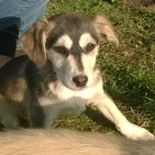 Ματιές αδέσποτες, πίσω από το συρματόπλεγμα