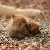 Αυτά τα μωρά αλεπουδάκια θα σας κλέψουν την καρδιά