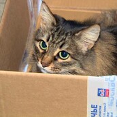 Γάτα έσωσε μωρό στη Ρωσία!