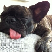 Κουτάβια που κοιμούνται όπου βρούνε