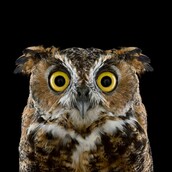 Κουκουβάγιες στο φακό