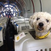 Πιλότοι που σώζουν σκυλιά από την ευθανασία