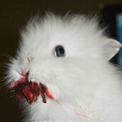 Μα γιατί μοιάζουν τόσο τρομακτικά τα ζώα που τρώνε κόκκινα φρούτα;