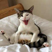 Όταν ο γάτος Milo ξύπνησε και ανακάλυψε ότι κάτι του λείπει